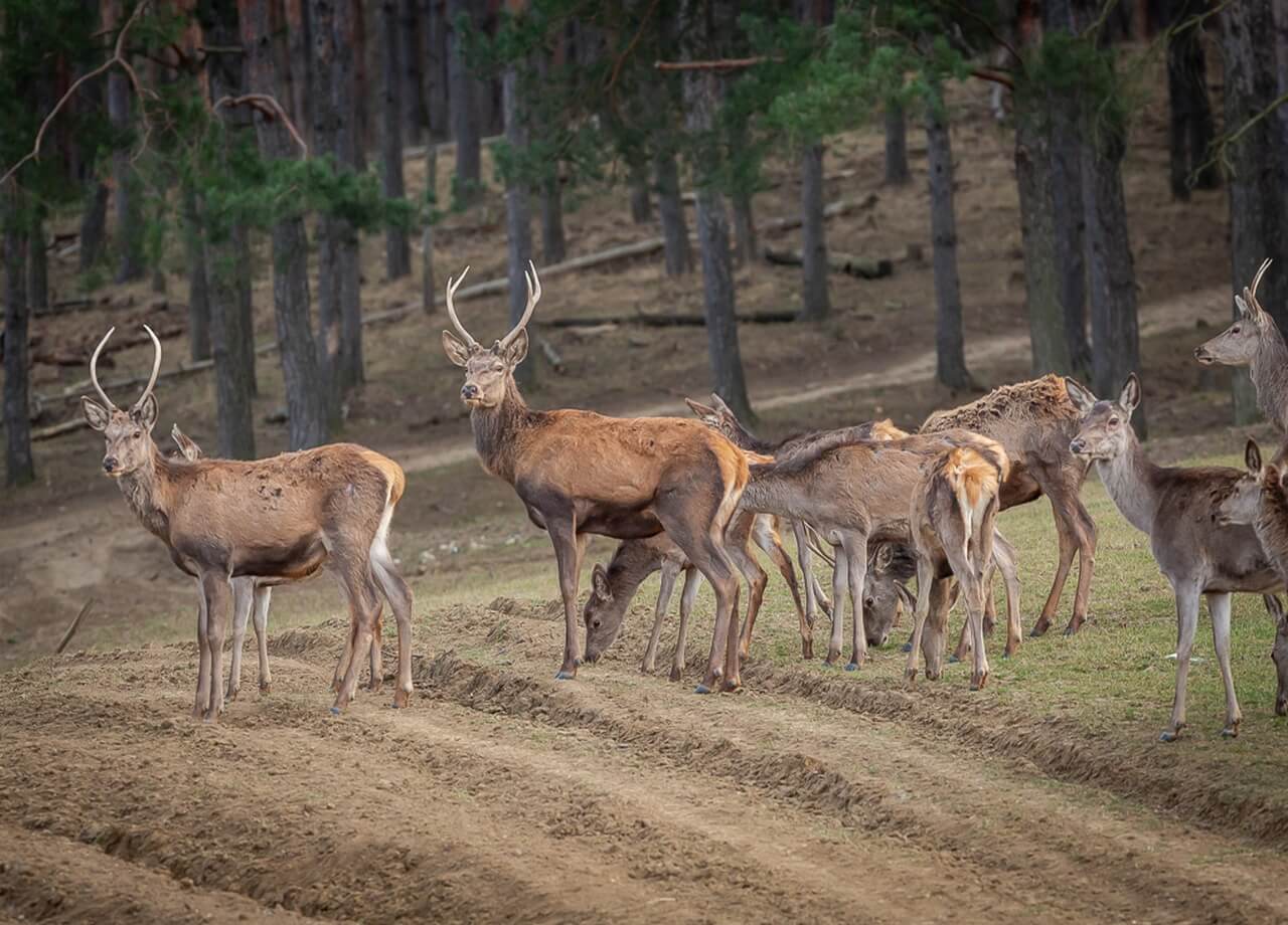 Nógrádi Vadaspark – Traktoros körséta, vadetetés